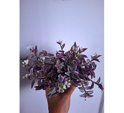 Традесканція кімнатна Світнес (Tradescantia cerinthoides 'Sweetness')